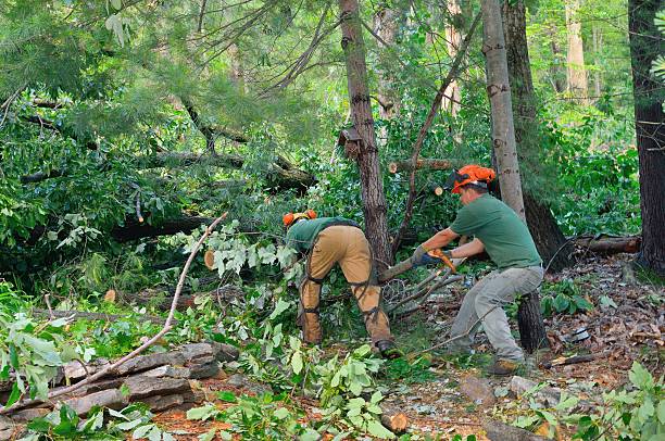 Best Tree Cutting Near Me  in USA